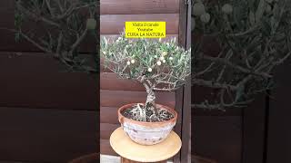 BONSAI DI ULIVO CURA LA NATURA [upl. by Lyckman]