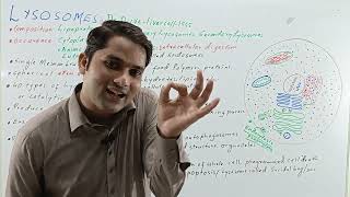 Lysosomes structure and functionlysosomes class 11lysosomes mdcat  HindiUrdu ProSuresh Kumar [upl. by Aihsyt]