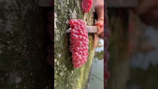 Extract special kind of wood dextrin 🍒 shorts woodworking gardening like share subscribe [upl. by Ellemrac]