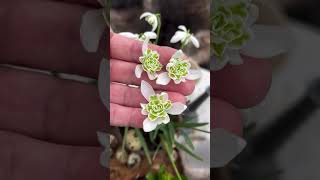 Double snowdrops Planting beautiful flowers 🌸 [upl. by Reese505]