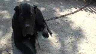 Visit to the King Zulu Kennel  Presa Canario Madrid [upl. by Jewell]