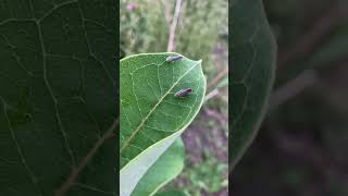 Candy striped leafhopper summer 2024 🍭 🍬 [upl. by Cristabel]