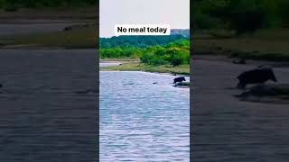 Mr Warthog V6 Submarine 0100 KMH 5 sec Lazy Crocodile  No meat Today 😂😂😂😂😂😂 [upl. by Aisyle573]