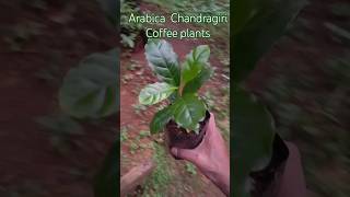 Coffee plants ☕ [upl. by Hogan]