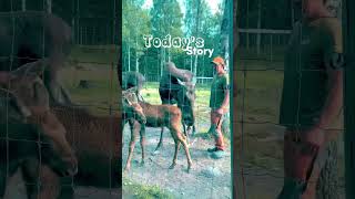 🦌🍀🦌 moose elk sweden nature [upl. by Woodberry]