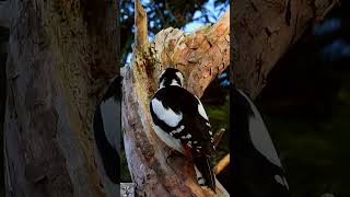 Great spotted woodpecker eats pine cone seeds Flaggspett konglefrø Buntspecht isst Tannenzapfensamen [upl. by Analos728]