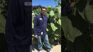 Massive Sunflower Grown with Compost Tea Pure Protein and Rock Dust [upl. by Gridley]