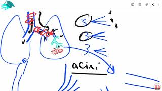 The Only Pneumonia  Asthma  Bronchitis amp Bronchiectasis Pathophysiology Video You Need to Watch [upl. by Sonni877]