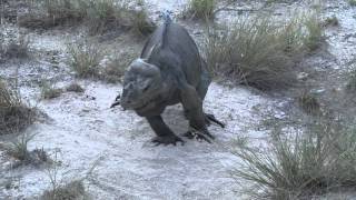 Documental Reserva de Biósfera JaraguaBahorucoEnriquillo 2014 [upl. by Feer]