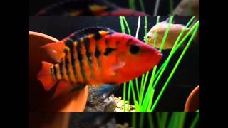 Red Terror Cichlid Cichlasoma festae And tank mates [upl. by Higbee]