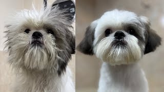 quot¡Mira la transformación Primer corte de pelo para mi cachorro Shitzu en la peluquería caninaquot [upl. by Edythe989]