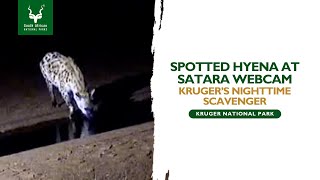 Spotted Hyena at Satara Webcam  Kruger National Park SANParks [upl. by Alema640]