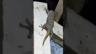 Tokay Geckostory funny ad comedy storytime music islandvibes classicalmusic islandlife pet [upl. by Lindahl560]