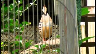 イワシャコの鳴き声Cry of Chukar Partridge [upl. by Ayaet]