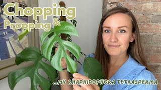 Propagating my HUGE Rhaphidophora Tetrasperma aka Mini Monstera [upl. by Nahij]