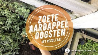 Zoete aardappel oogsten  Wat is het resultaat [upl. by Bronez]