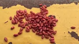 Sowing Spring Wheat Martin Bourke [upl. by Erfert]