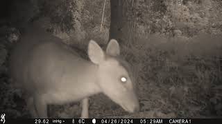 Weekly Muntjac footage  28042024  Trail Camera Wildlife  Garden Watch Burton Joyce  muntjac [upl. by Eehtomit995]