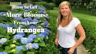 How to Get More Blooms From Your Hydrangea [upl. by Eon]