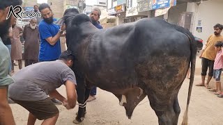 Chacha Ka Qurbani 2023 Ka Bachra quotKalluquot Bhi Khud Qurban Krwaya Alhamdulillah 🥰  AR Maani [upl. by Elleunamme710]