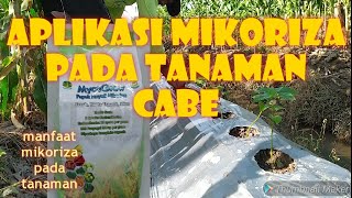 Pemberian Pupuk Mikoriza Pada Tanaman Cabe [upl. by Earal]