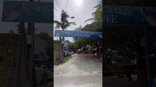 Feeding Tarpons in Belize cayecaulker belize tarpons love island vibes [upl. by Ettennat]