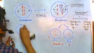 Nondisjunction of chromosome [upl. by Vida]