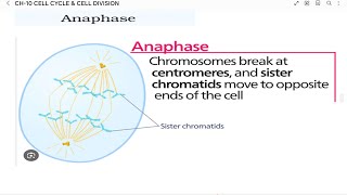 NCERT BIOLOGY 2024  CLASS 11  CHAPTER 10  CELL CYCLE AND CELL DIVISION  M PHASE  ANAPHASE [upl. by Aileno593]