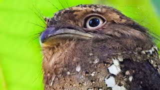 Sri Lanka Frogmouth Call മാക്കാച്ചിക്കാട [upl. by Nollek]