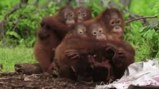 Young orangutans at rehab center are taught with toy cobra to be cautious around snakes [upl. by Russian]