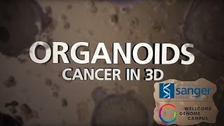 Organoids Cancer in 3D  Sanger Institute [upl. by Allx458]