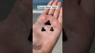 First attempt at finding shark teeth Next time I’m heading to Venice FL [upl. by Ilse]