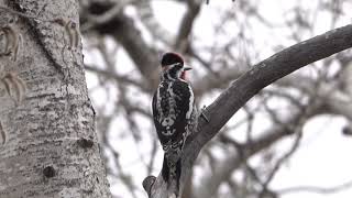 Red naped Sapsucker1 [upl. by Trescott421]