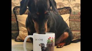 How Crusoe the Dachshund Gets Ready for His Day [upl. by Eveam]