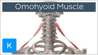 Omohyoid muscle  Origin Insertion Innervation amp Function  Human Anatomy  Kenhub [upl. by Stevie]