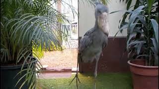 The sound of a shoebill clapping its beak [upl. by Fiona]