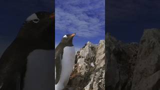 Gentoo Penguin Sound [upl. by Sherline647]