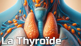 La Thyroide et ses fonctions  CM13 [upl. by Euell]