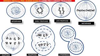 Mitosis ESketch depicting process amp 4 stages cell division prophasemetaphaseanaphasetelophase [upl. by Kyred514]