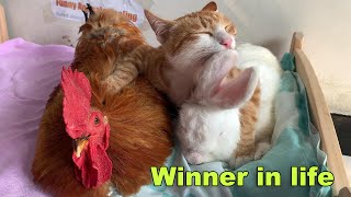 So funny The kitten tamed the rooster and became a winner in life So healing Funny pet videos [upl. by Bluhm]