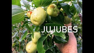 All About Jujubes The Fruit w Many FACES [upl. by Aicatsue]