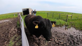 Getting Bulls to the Cows for Breeding [upl. by Miner]