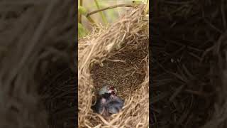 wild bird in nest EP059 nestegg egglaying satisfying nestling birds babybird nature birds [upl. by Ashlin365]