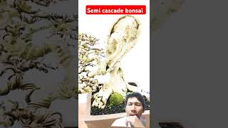 bonsai semi cascade bonsai Vietnam bonsaitree vidioshort [upl. by Hanas188]