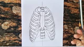 Detailed Anatomy of the Rib Cage  Specific Articulations [upl. by Iggep401]