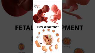 Pregnancy  Early Development  animation 3d short  learn Biology with Aliya [upl. by Wolk922]