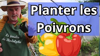 Comment bien planter les poivrons en pleine terre [upl. by Ahsirhcal819]