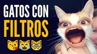 GATOS GRACIOSOS con FILTROS de SNAPCHAT INSTAGRAM y TIK TOK 😹 [upl. by Eniksre]