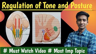 Regulation of tone and posture Decerebrate rigidity Righting reflexPhysiologyin hindiAshish [upl. by Galvan]