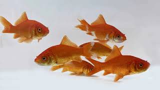 Single Tail Goldfish  Quality Goldfish  8 Types of Single Tail Goldfish  Modern Fish Tanks [upl. by Herwig]